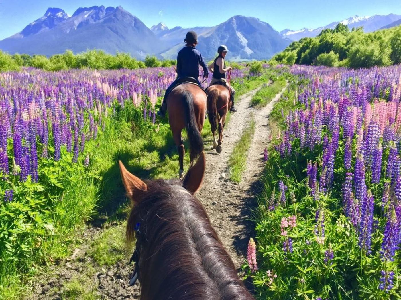 Horse riding through the lupins in Glenorchy