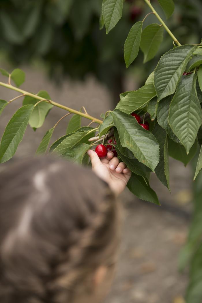 Sun City Cherries