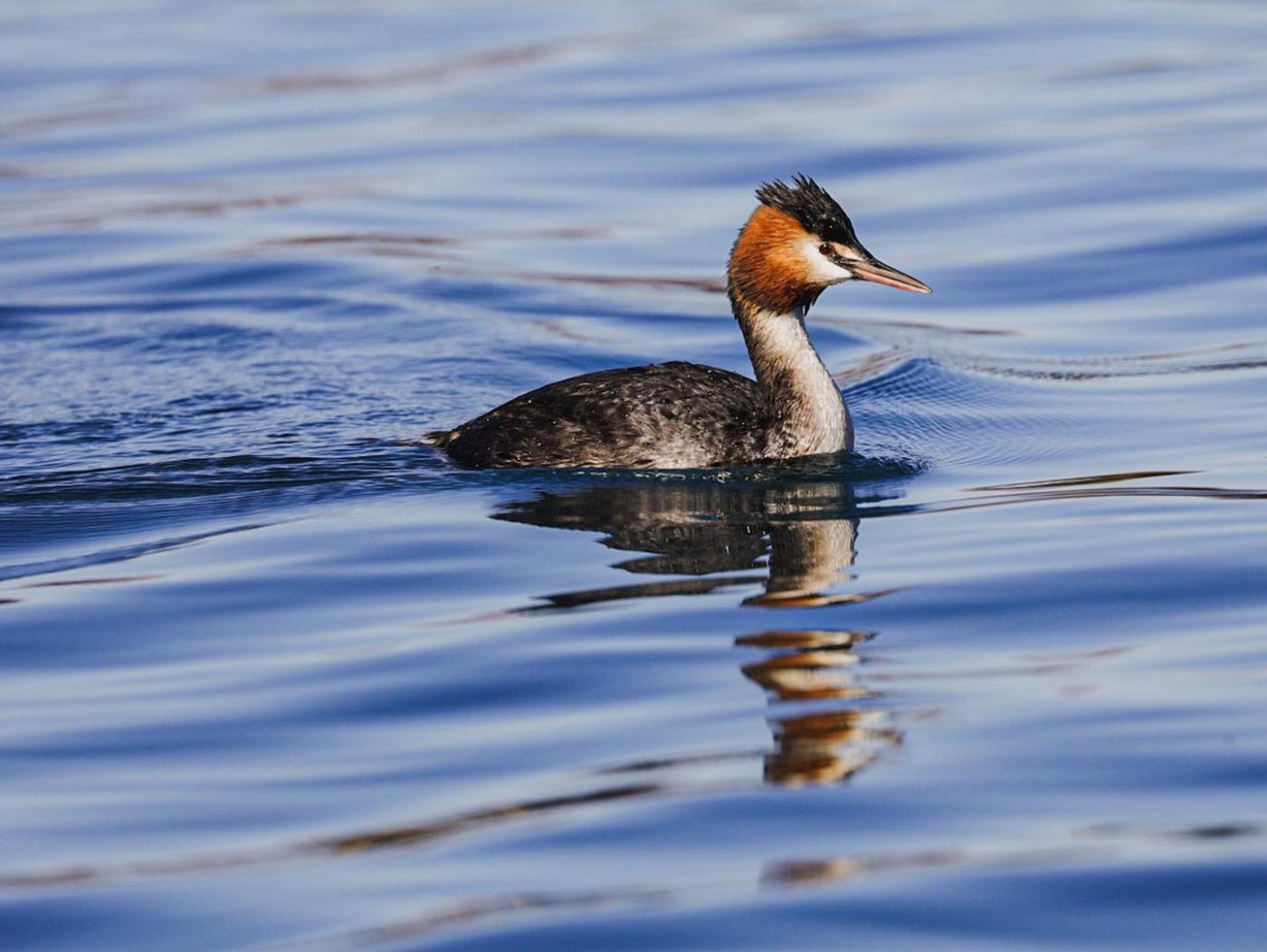 A close up photo of an Australian Crested Grebe