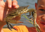 Go crabbing