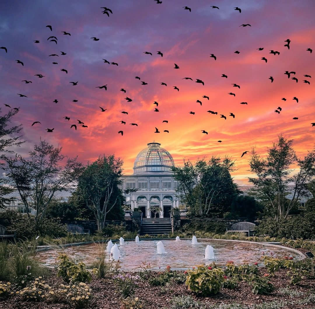 Birds fly around Lewis Ginter Botanical Garden at sunset.
