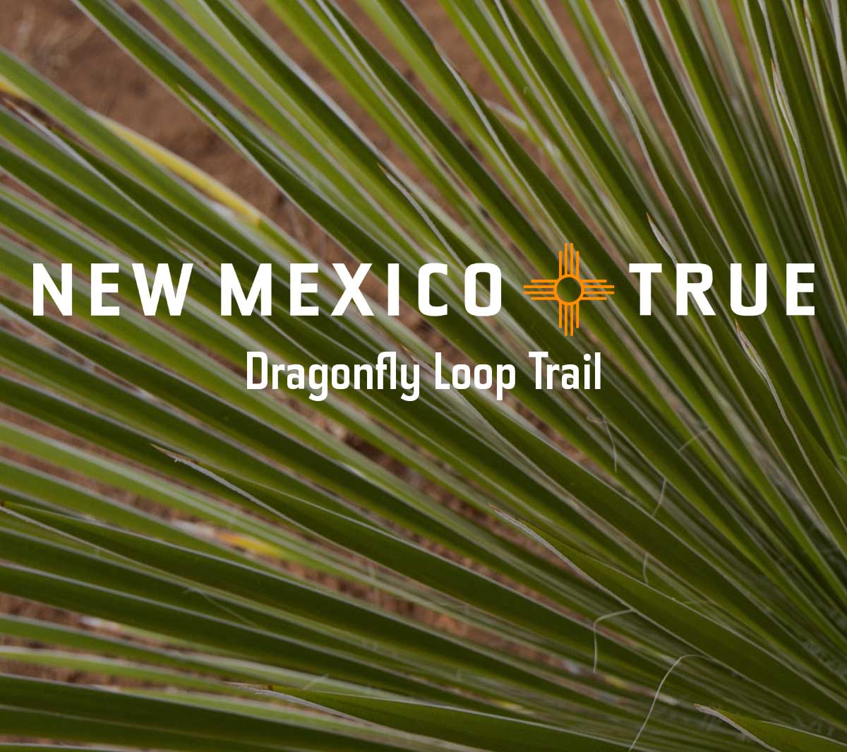 Dragonfly Loop Trail