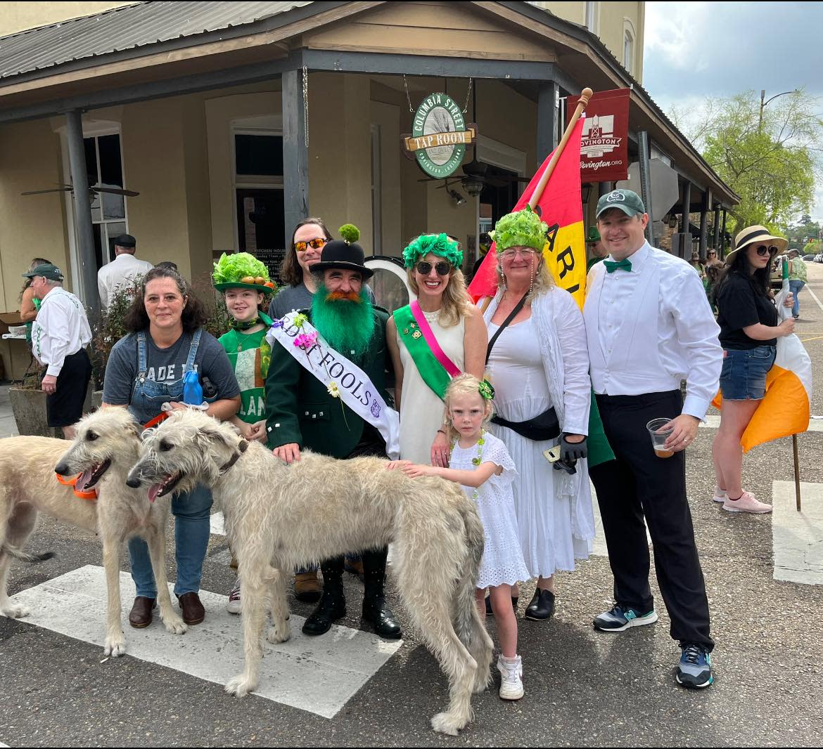 Irish wolfhounds at Covington Celtic Club's annual St. Patrick's Day Parade.