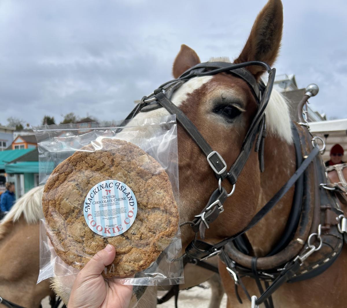 Dutch chocolate chunk Mackinac Island Cookie Co. cookie compared to size of horse head