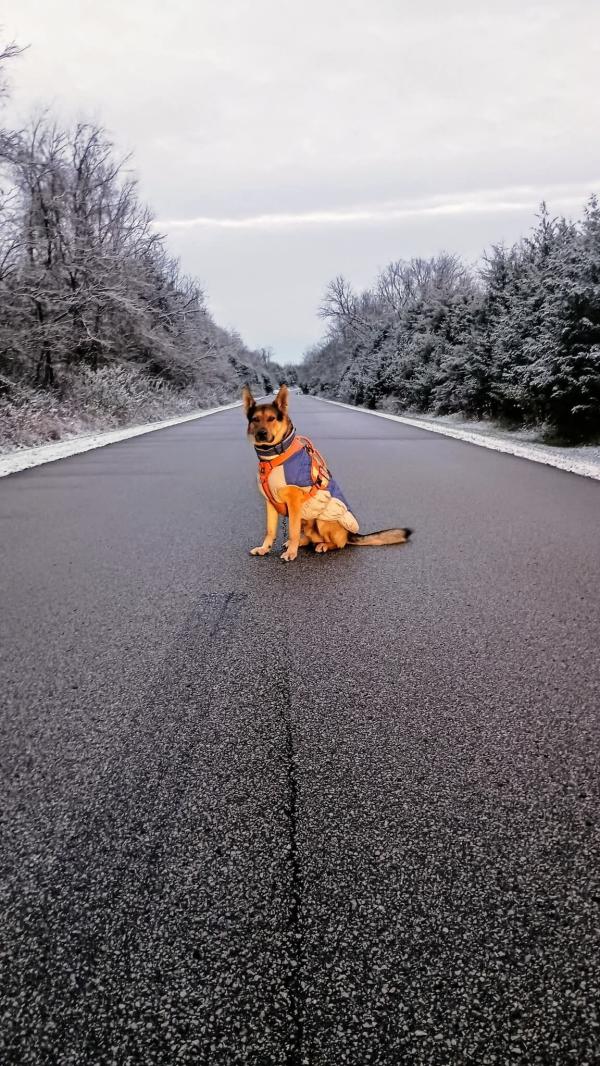 Service dog wearing a colorful vest sits in the middle of a quiet park road surrounded by snow covered trees at Charlestown State Park.
