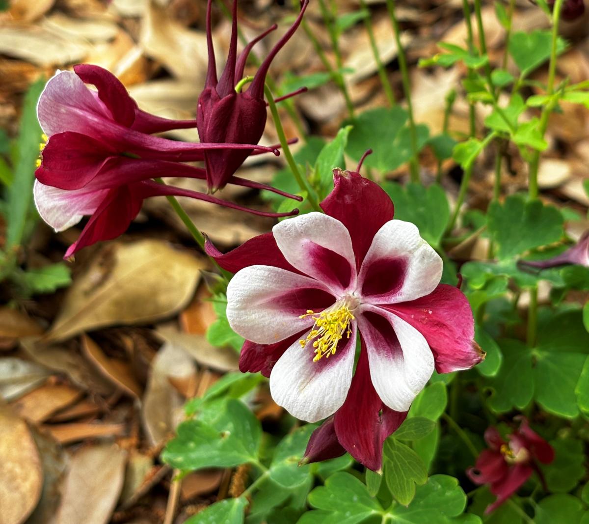 Songbird cardinal columbine blooms grow among fallen leaves near the Visit The Northshore Visitor Center