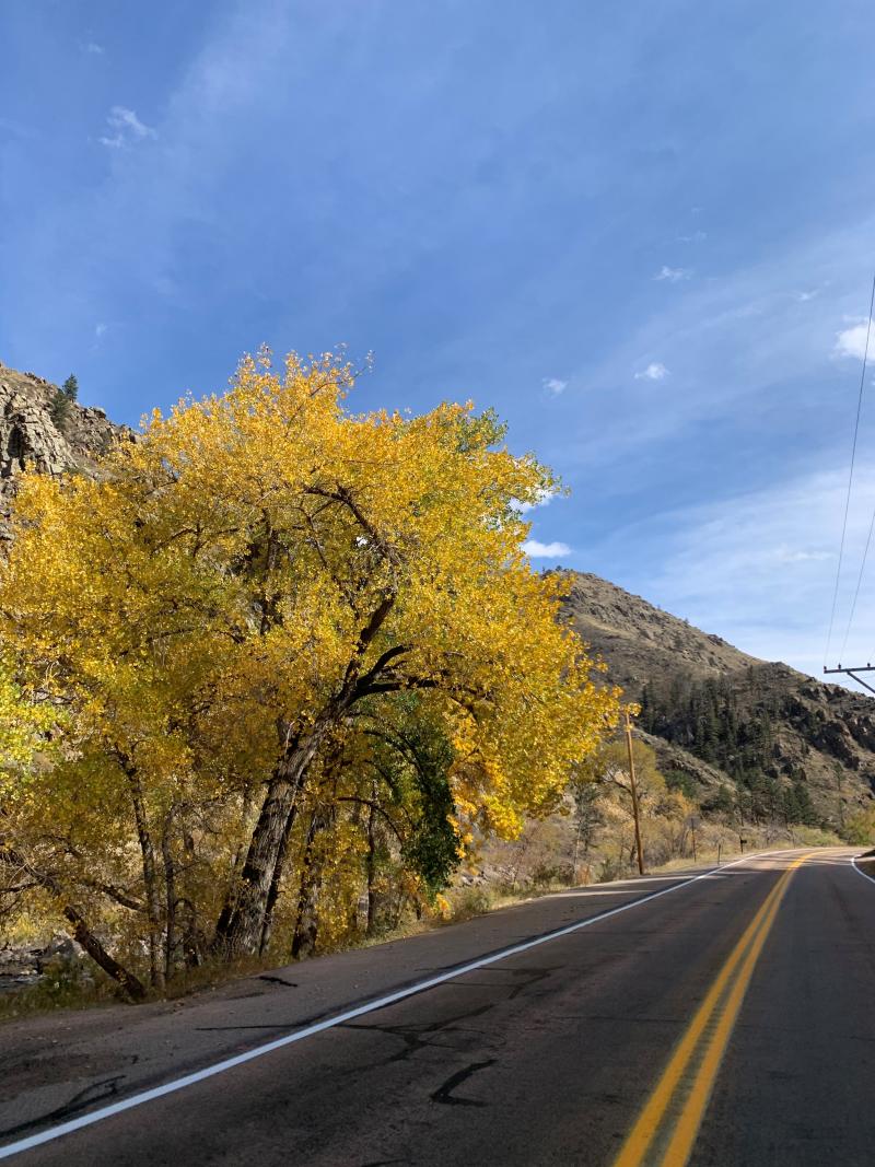 Poudre Canyon Highway 14 with yellow trees