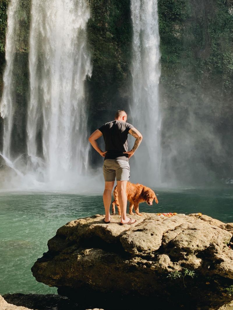 dog falls