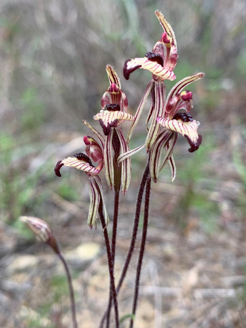 Beverley Wildflower Orchid Brooking St Reserve
