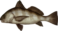 Black Drum