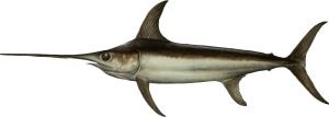 Swordfish