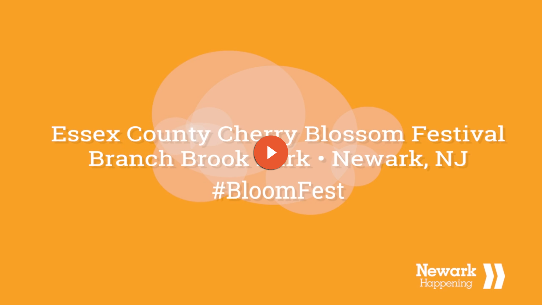 Cherry Blossom Festival Branch Brook Park In Newark Nj