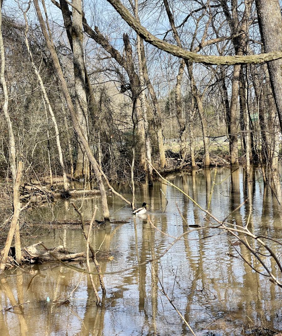 Bird Watching at Indian Creek Greenway