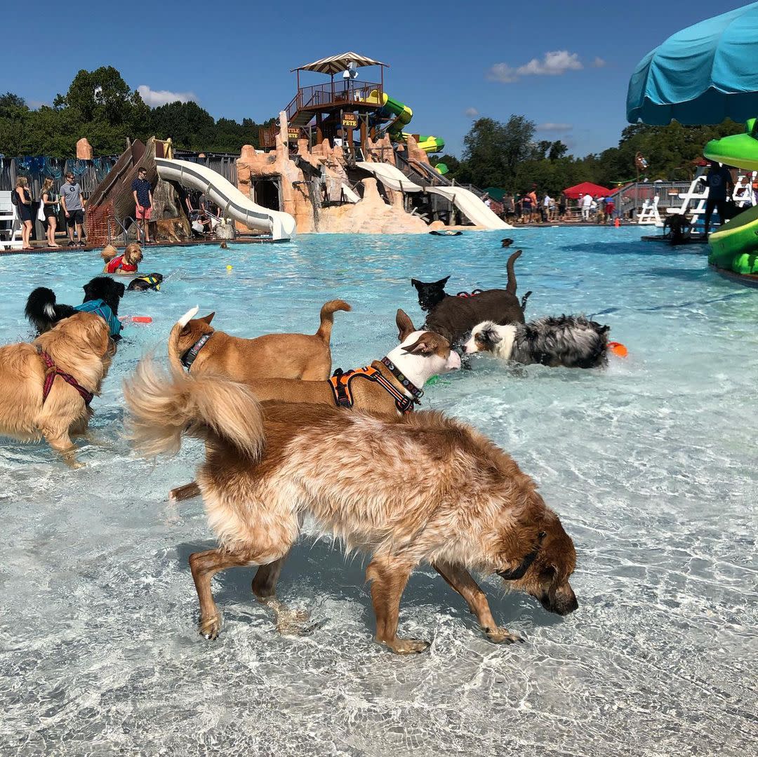 Dogs at Water Mine - Waterpark - Summer - Lake Fairfax