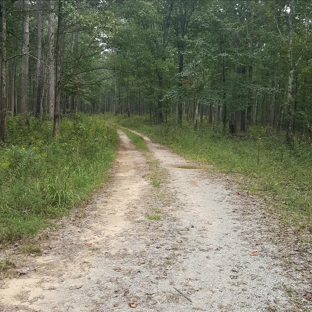 Miles of gravel road in the Bankhead National Forest 
