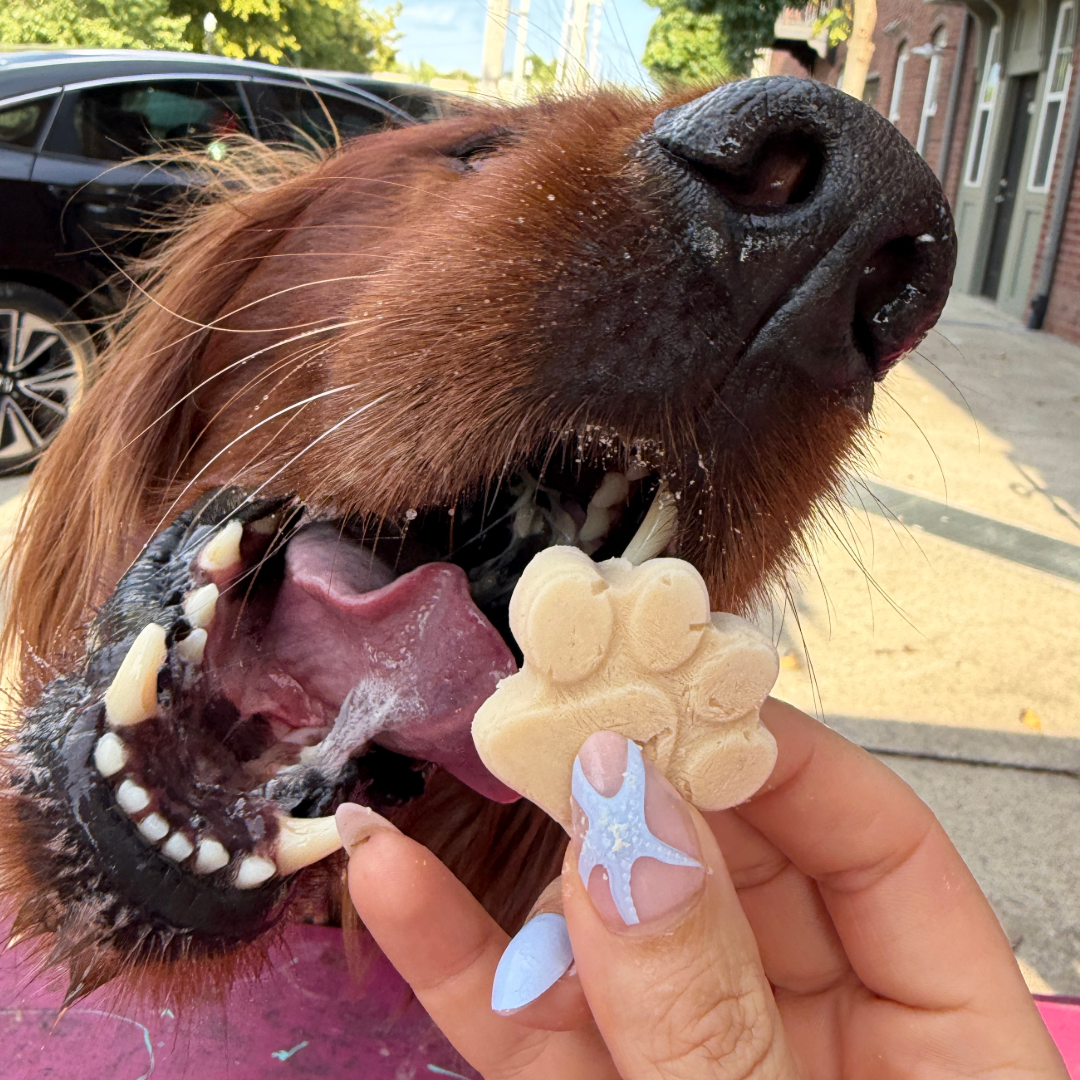 Close-up of Rudy the Irish Setter opening his mouth toward a paw-shaped treat held in front of him.