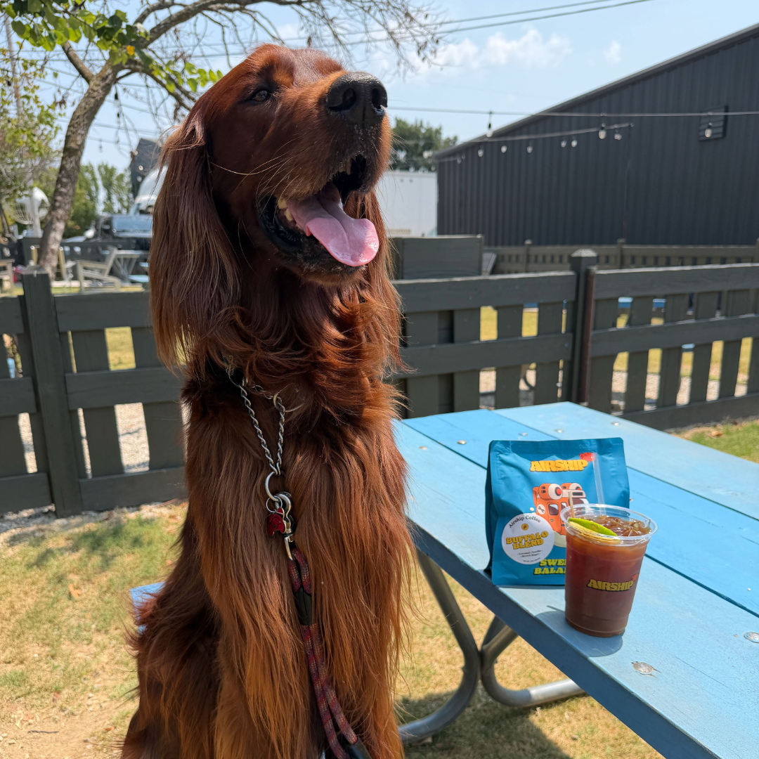 Rudy the Irish Setter sits beside a blue picnic table with an iced drink and a bag of Airship coffee, panting in the sun.