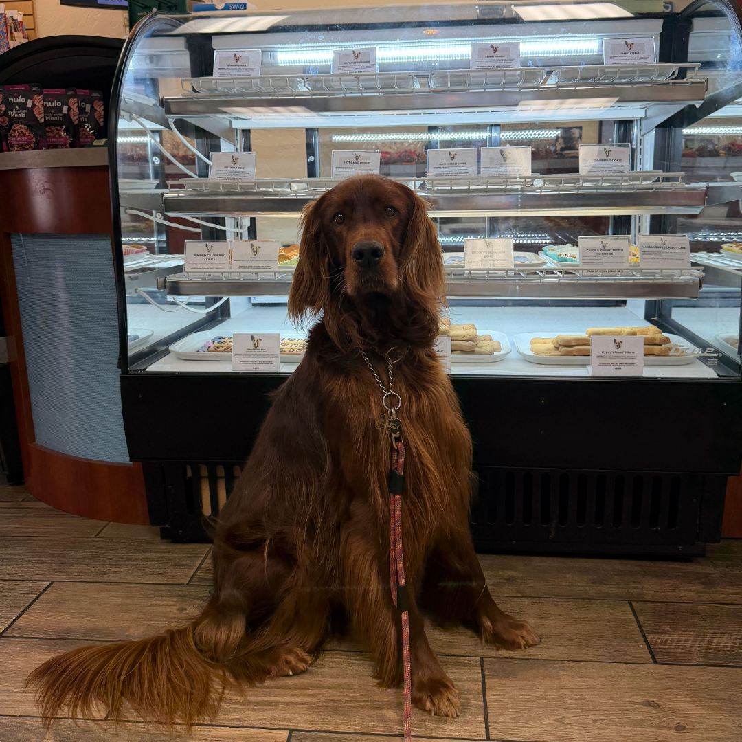 Rudy the Irish Setter sits on a leash in front of a bakery display case filled with dog treats.