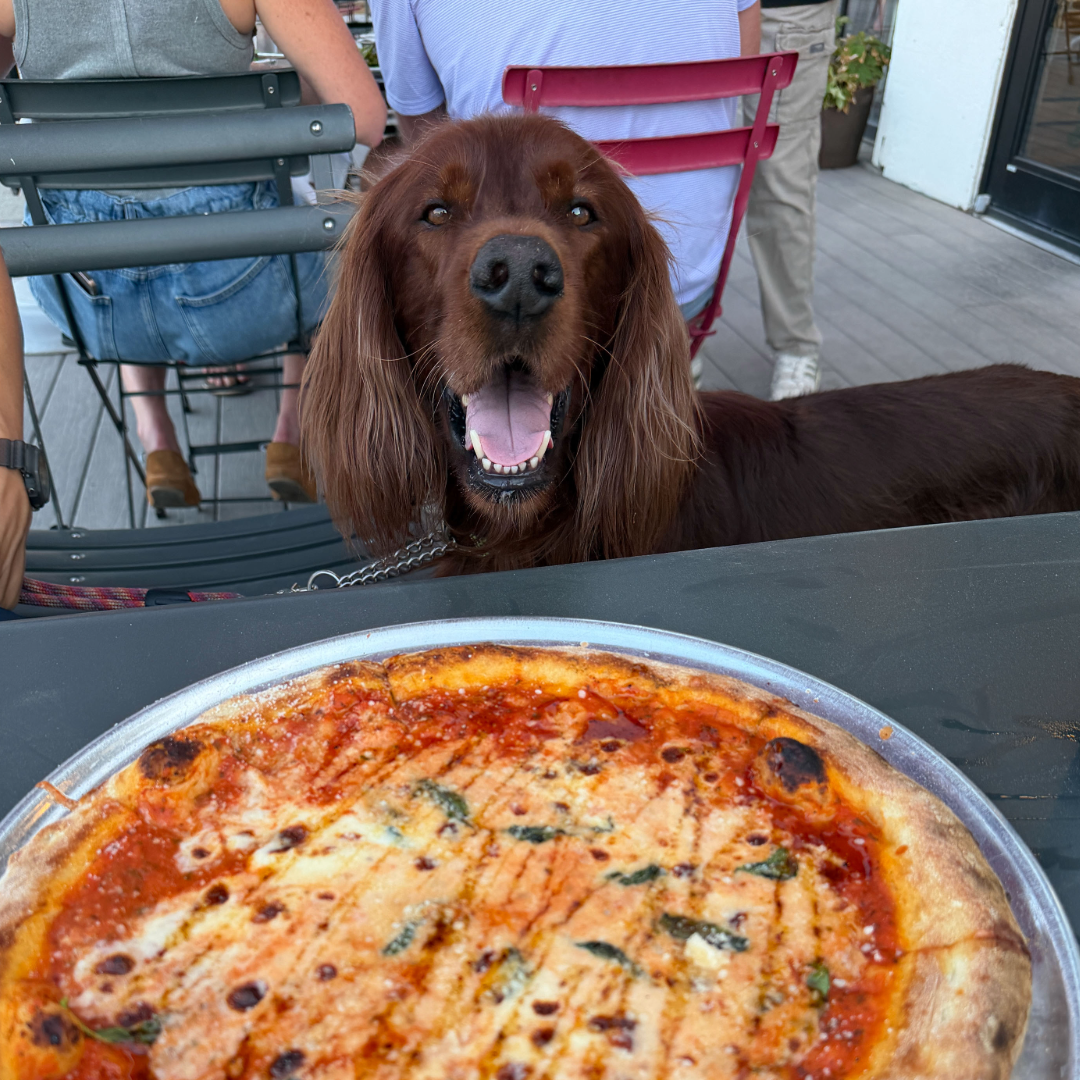 Rudy the Irish Setter looks toward the camera with his mouth open as a pizza sits on the table in front of him.