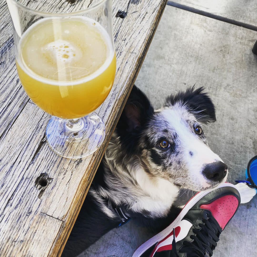 Dog under table with beer.