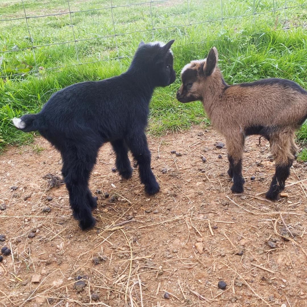 Baby Goats at Spring Haven Farm