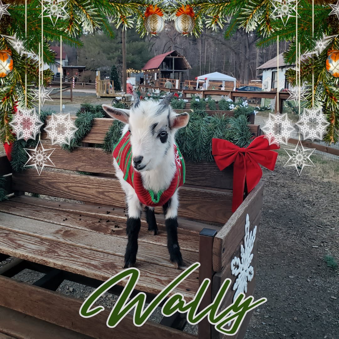 Wally the Goat at Spring Havern Farm - Winter Holiday