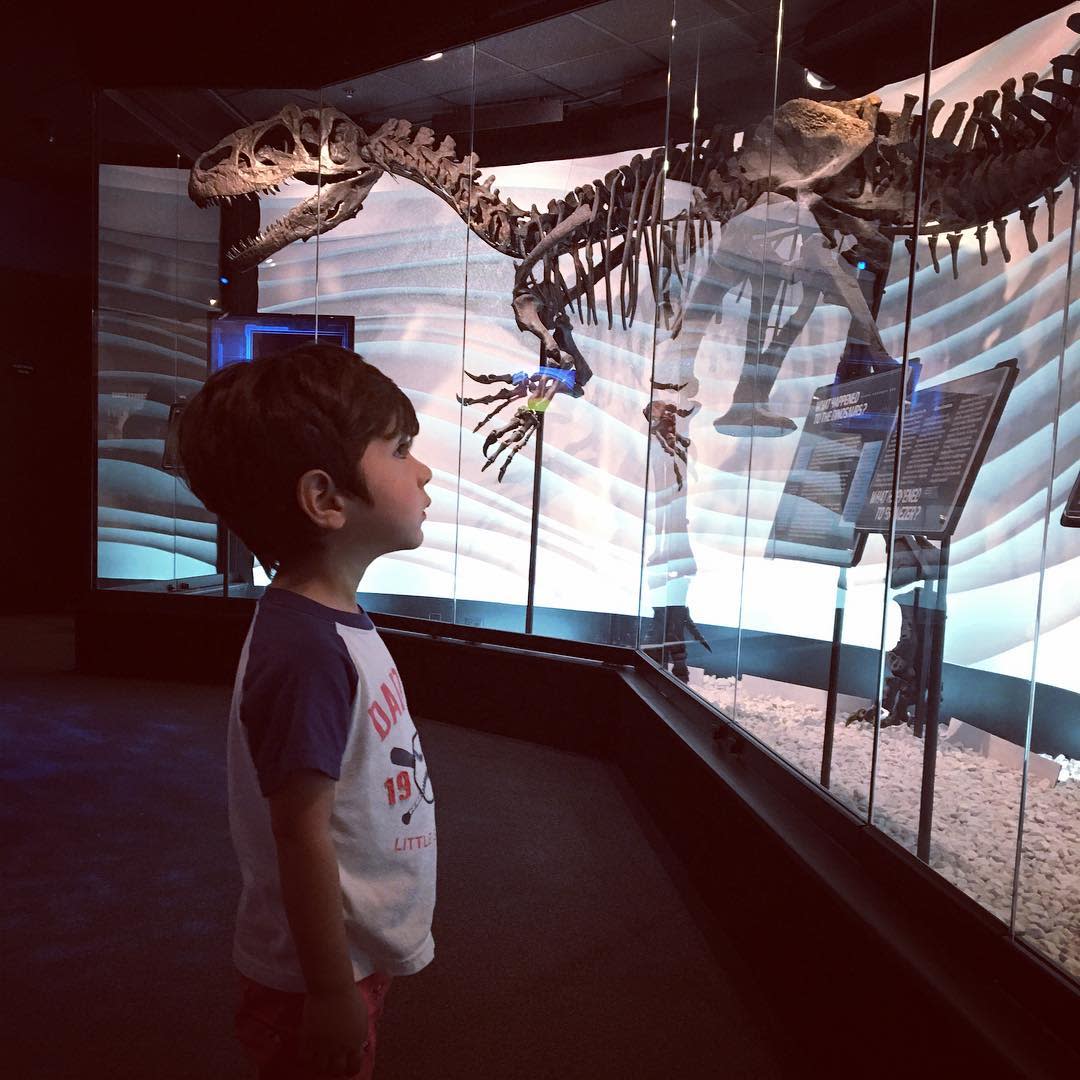 Child looking at dinosaur remains in the Creation Museum
