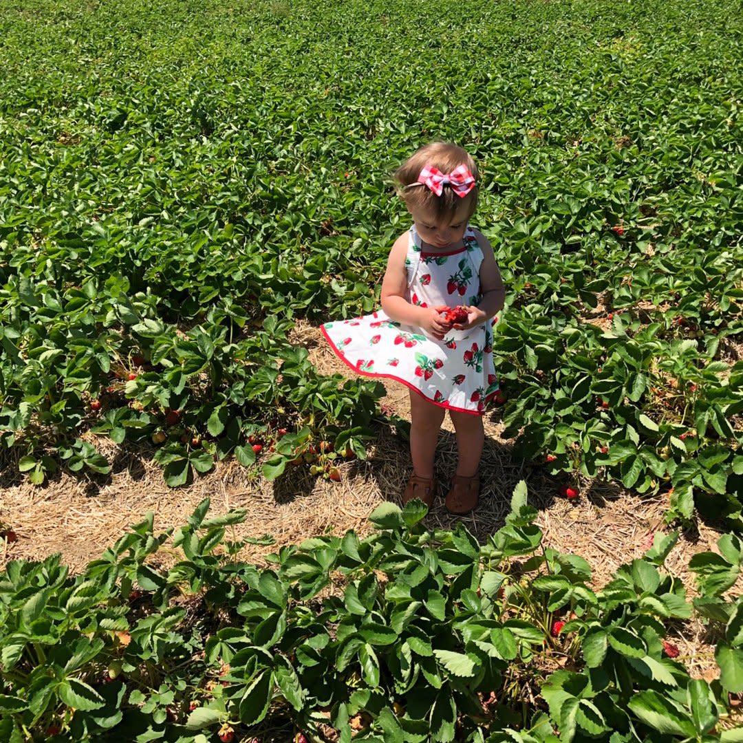 A little girl in a dress picks strawberries at Seiple Farms In Lehigh Valley, PA