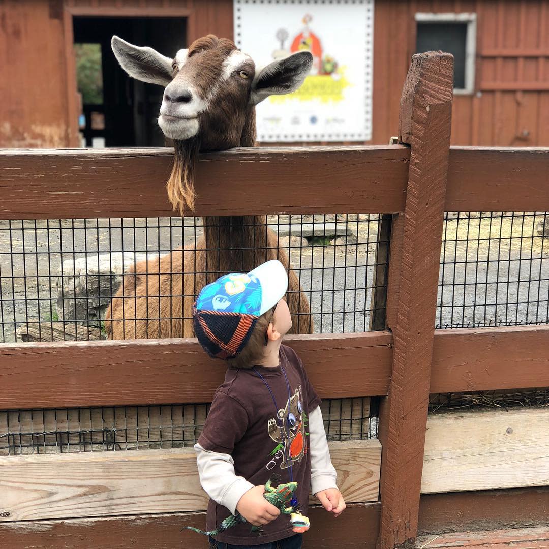 LV Zoo