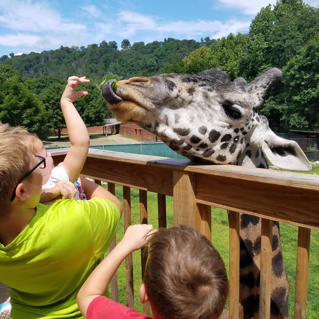 Lehigh Valley Zoo Giraffe