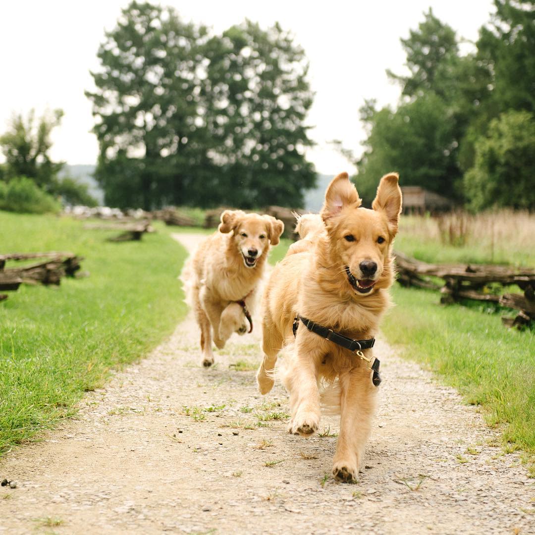 Dogs enjoying Mount Vernon, by Samantha Brooke