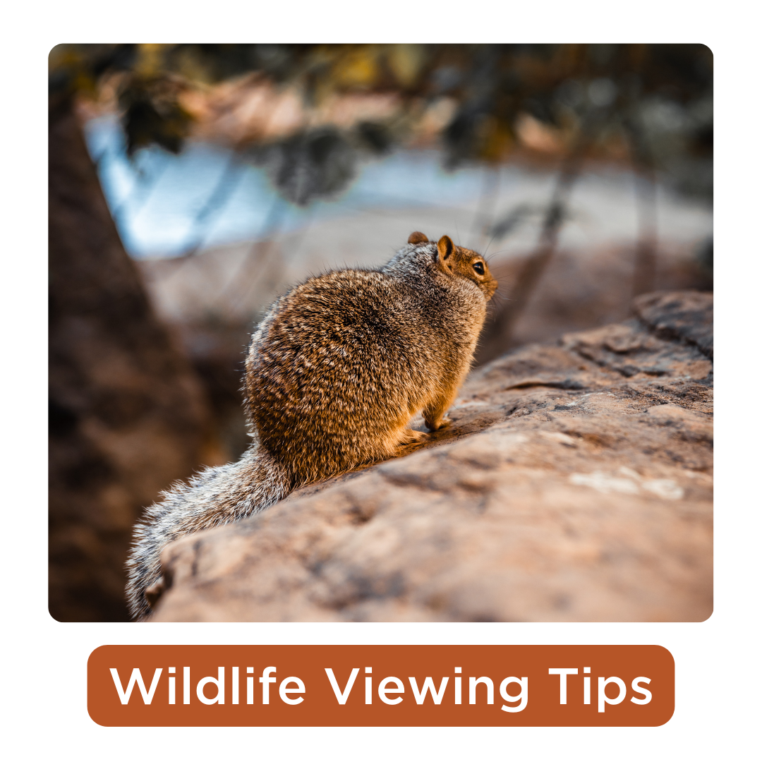 Wildlife Viewing Tips