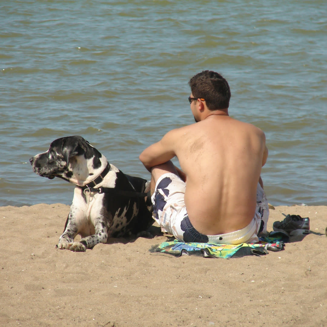 0a08853b-a3bf-4110-b1d5-7cf50b138429_Dog%20Beach%20480x480