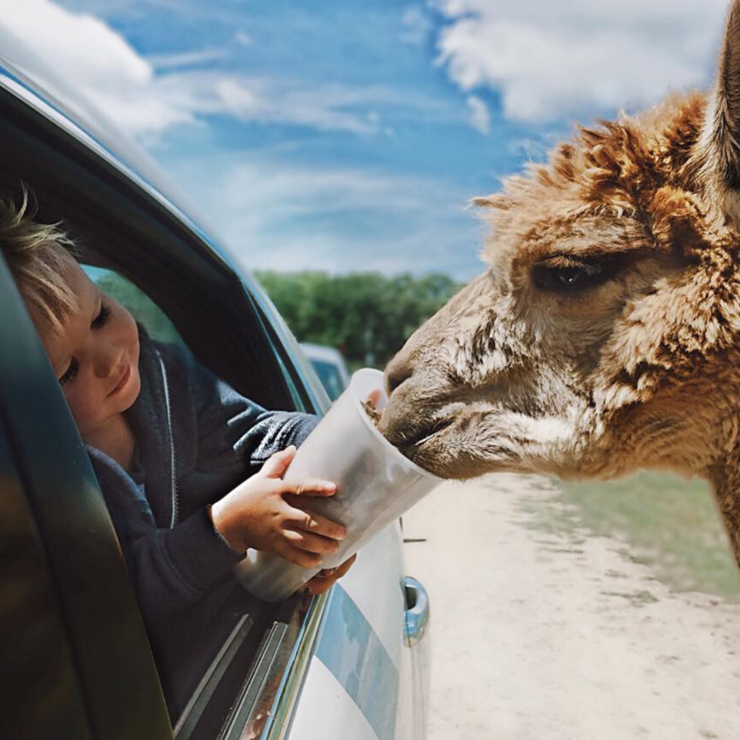 african safari park norfolk