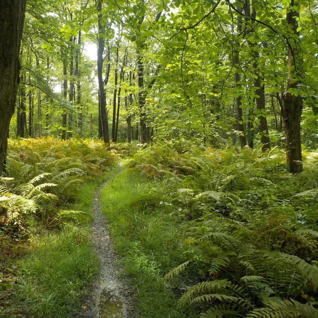 Lush trees and ferns along the Laurel Highlands Hiking Trail