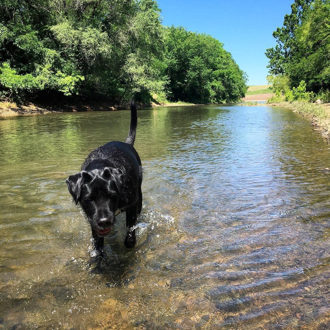 Dog in water