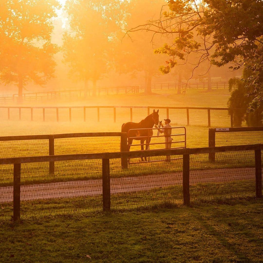 kybridemag-Instagram-horse sunset