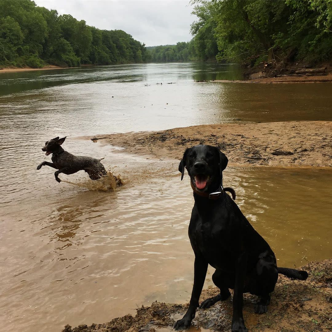 Dogs at Oconee River Greenway