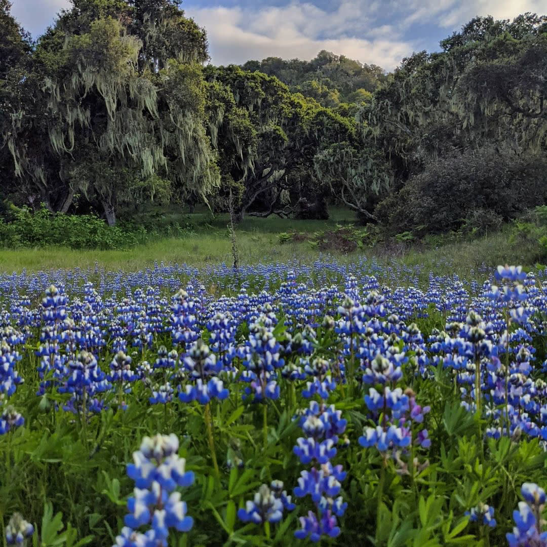 Purple wildflowers in Fort Ord National Momnument