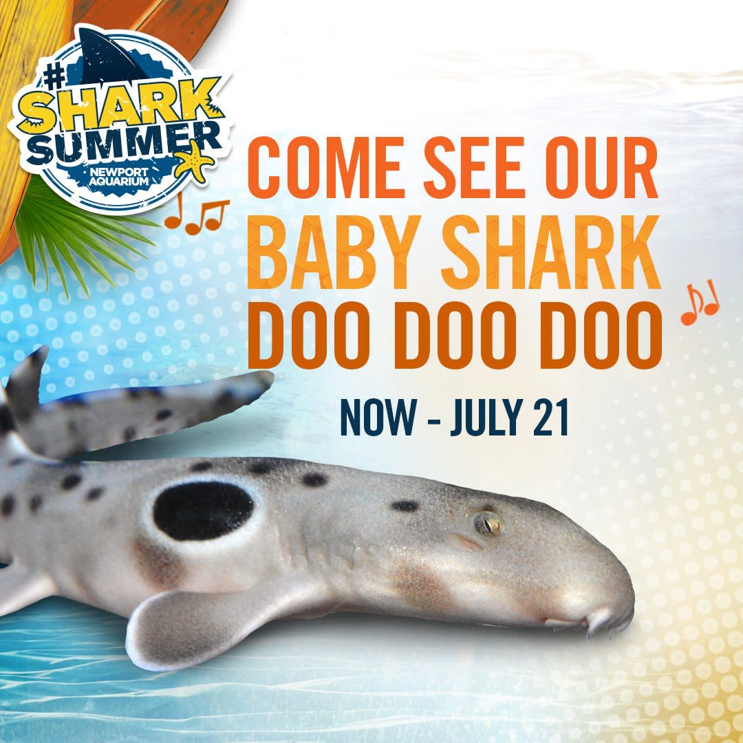 A sign for the Newport Aquarium's Shark Summer, featuring a photo of their new baby shark
