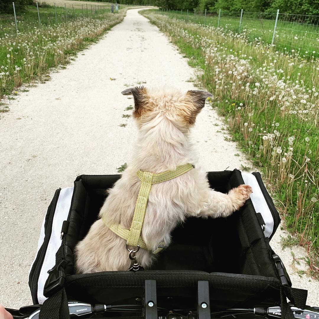 Little white dog sitting in a pet stroller while walking along the Prairie Farms Trail at Prairie Springs Park in Pleasant Praire