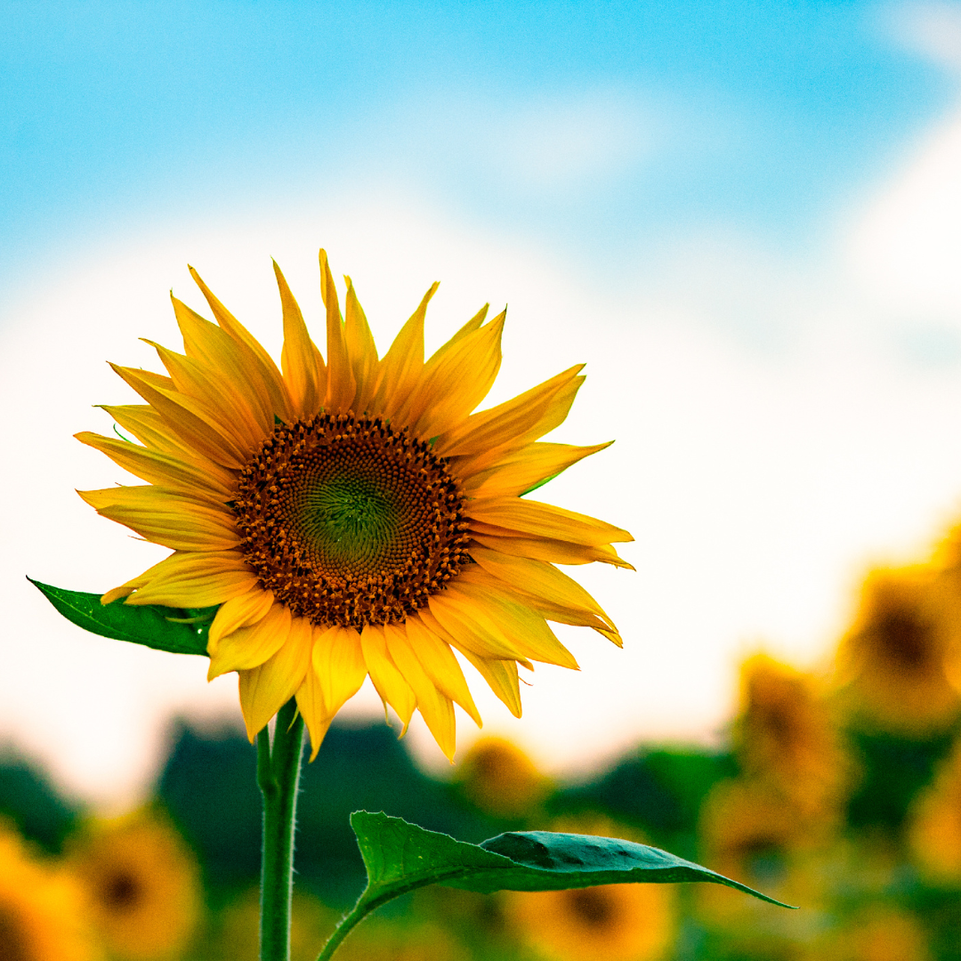 Sunflowers Burnside