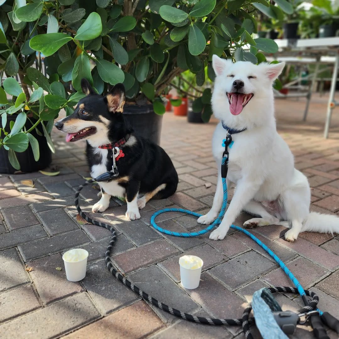 Dogs with Pup Cups at Cafe Aqui