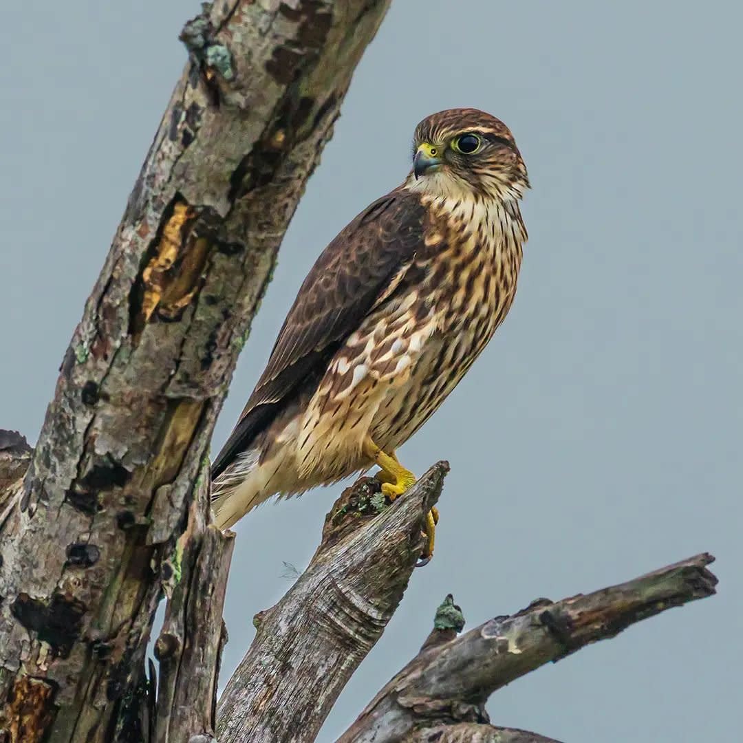 Brown bird caught on camera perched in a treetop.