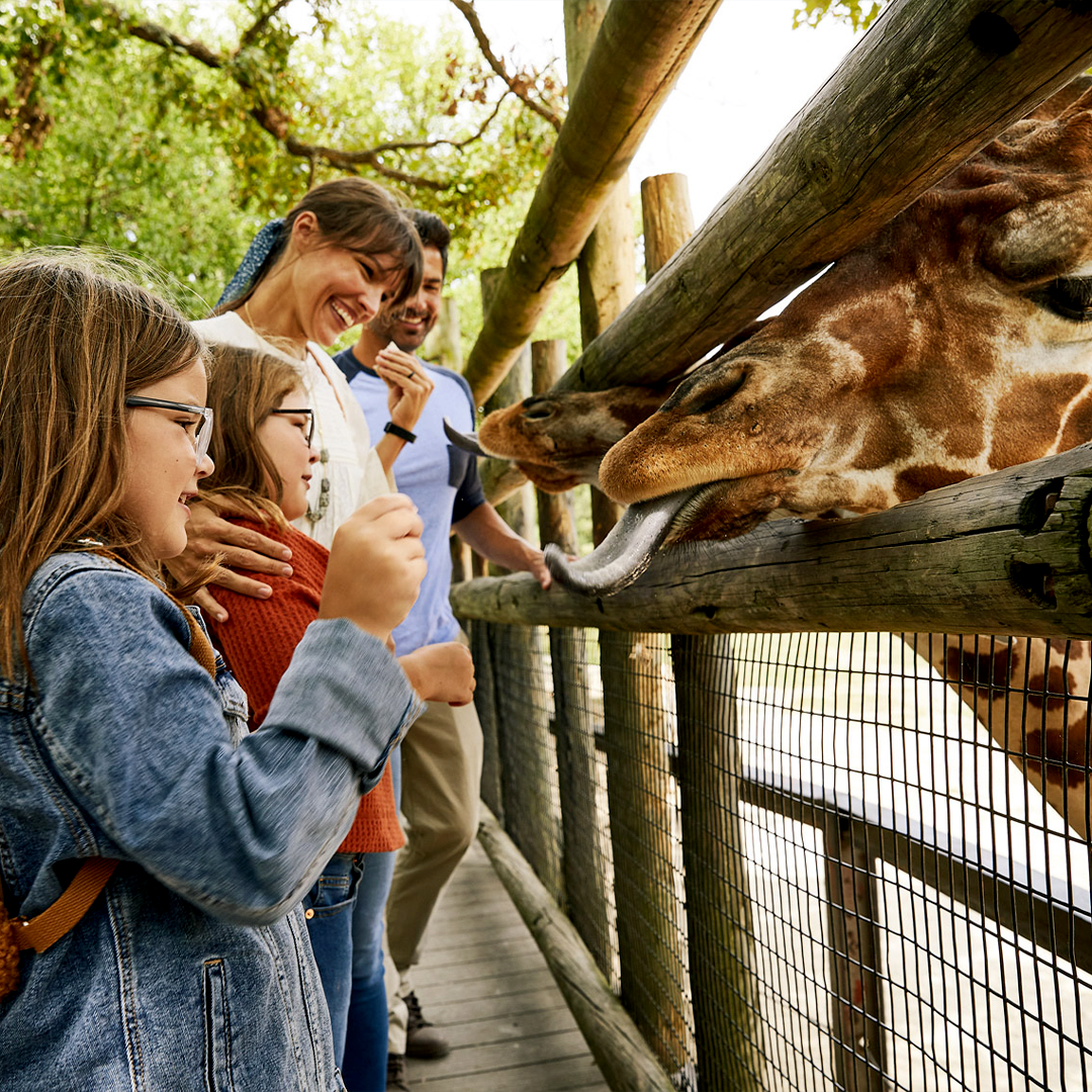 Dickerson Park Zoo Feeding Giraffes