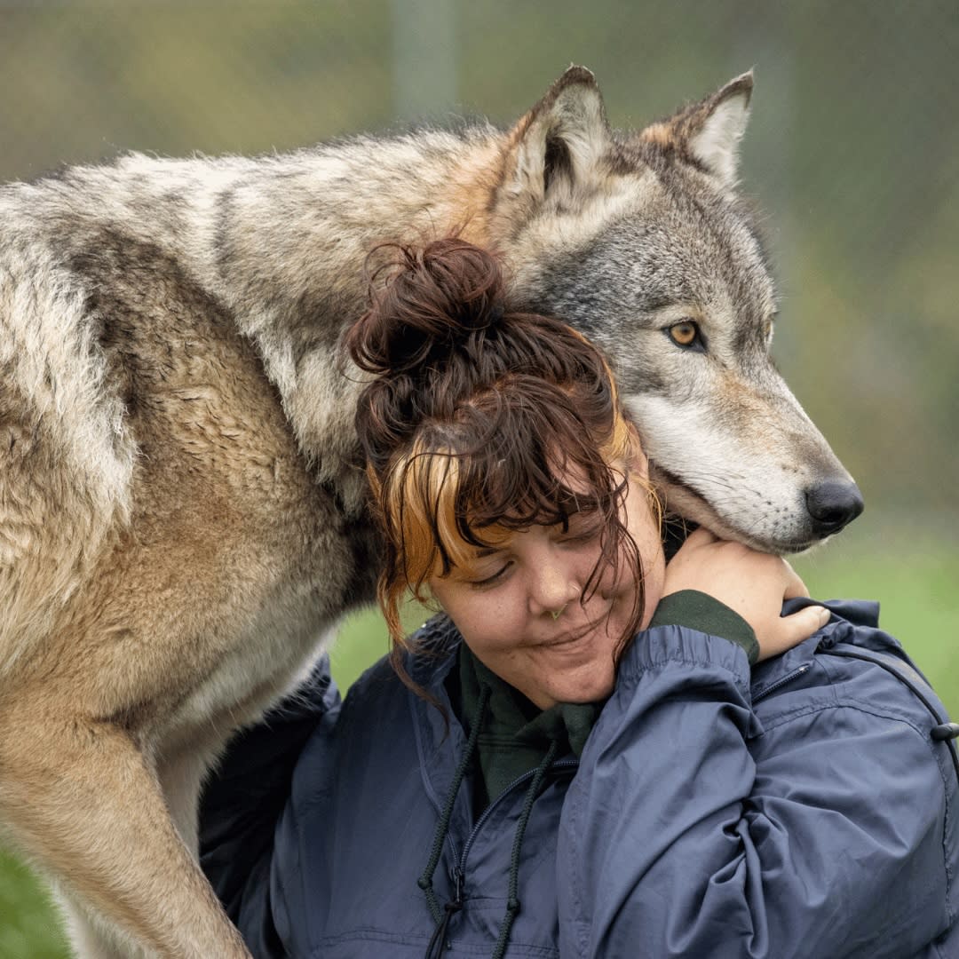 Wolf Park - Nikki Yoder with wolf