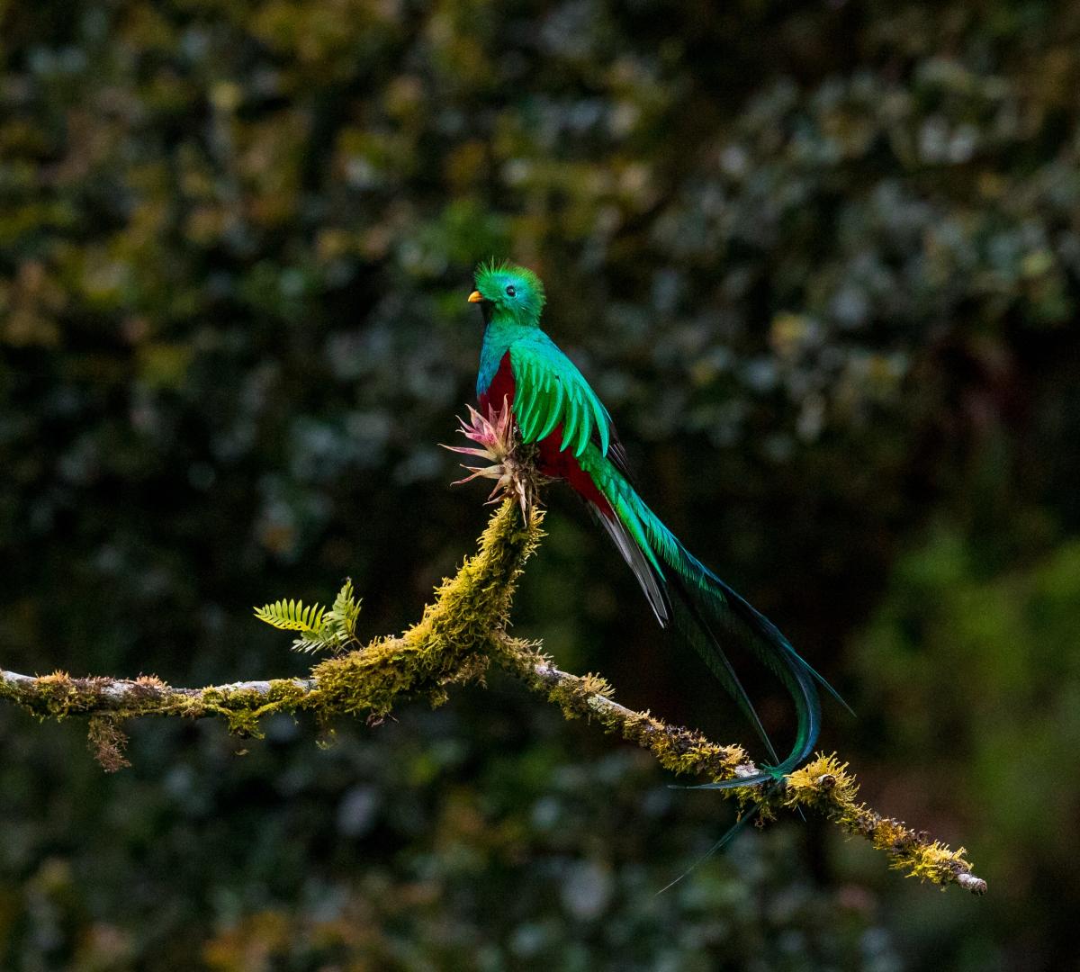 Quetzal