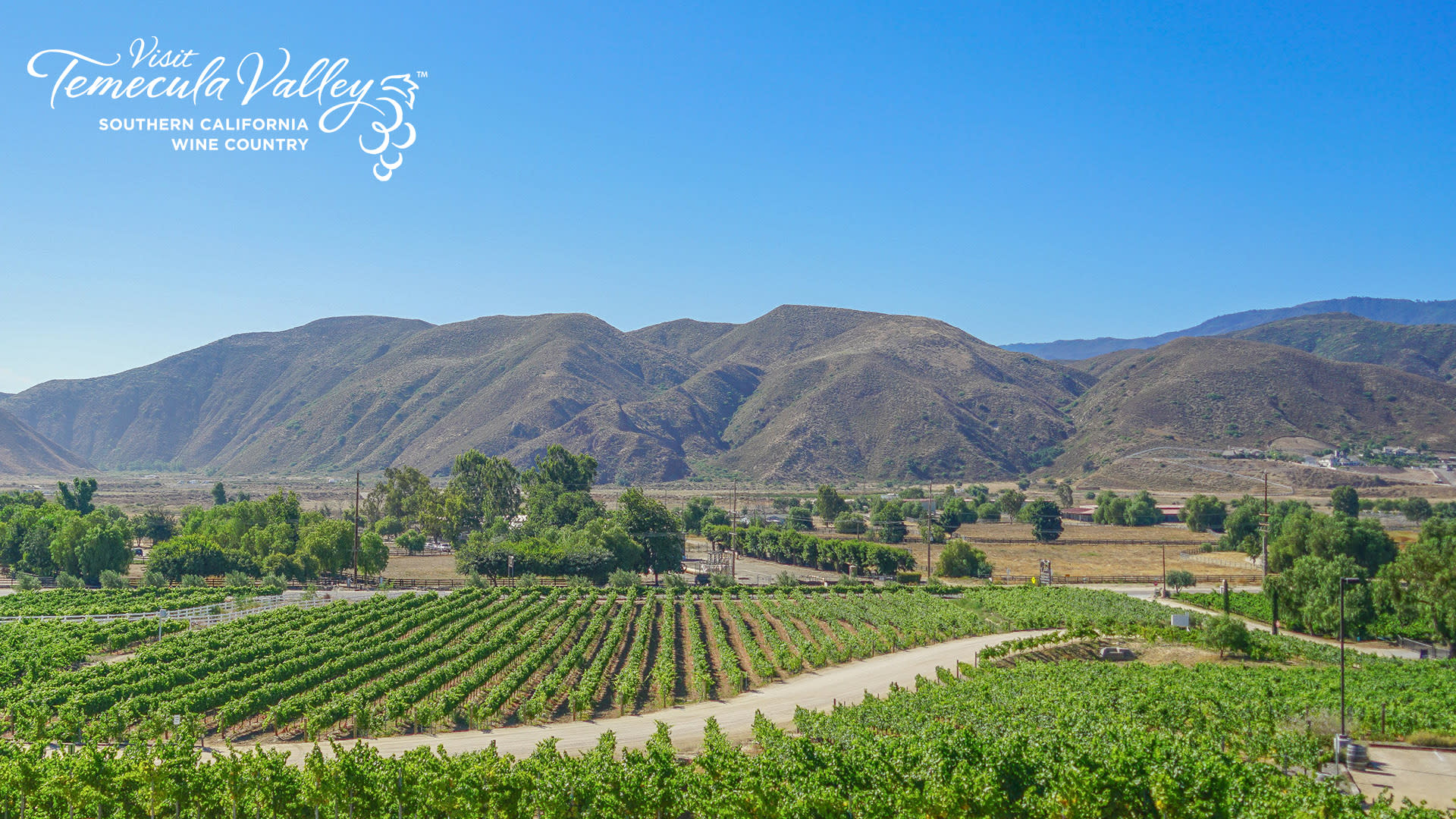 Zoom Temecula Vineyard