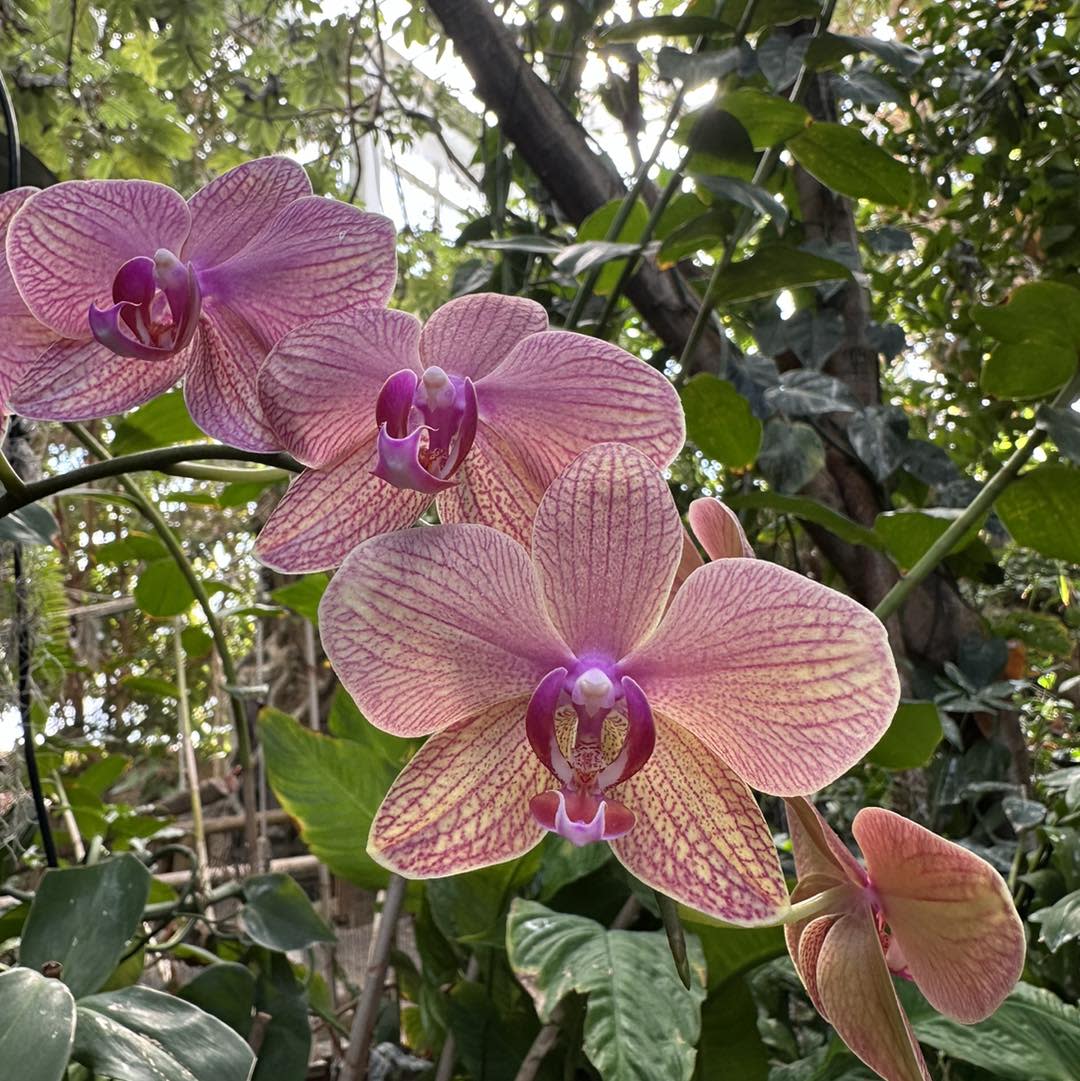 Mesker Park Zoo Orchids