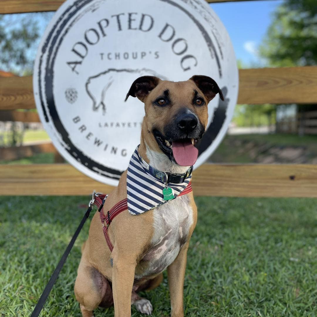 Adopted Dog Brewing